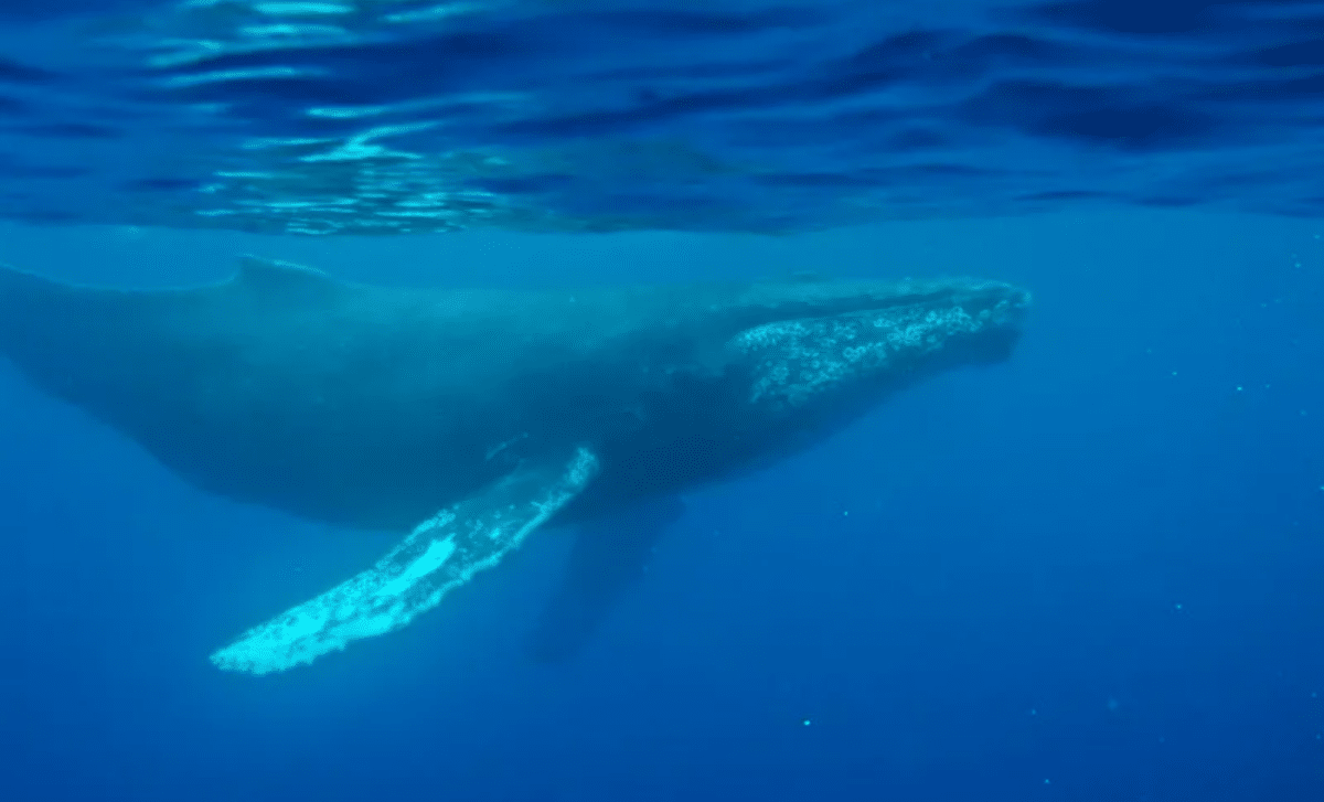 Scientists Discover Oldest Whale Song Recording That Could Change Ocean Science Forever