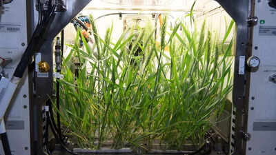 Scientists say human waste could help grow food on the Moon and Mars