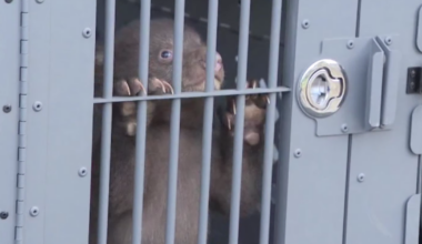 Bear that swiped at Monrovia woman captured by wildlife officials; two cubs also found