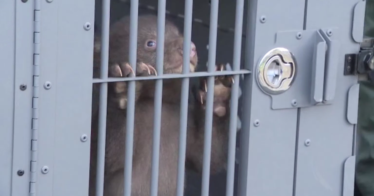 Bear that swiped at Monrovia woman captured by wildlife officials; two cubs also found