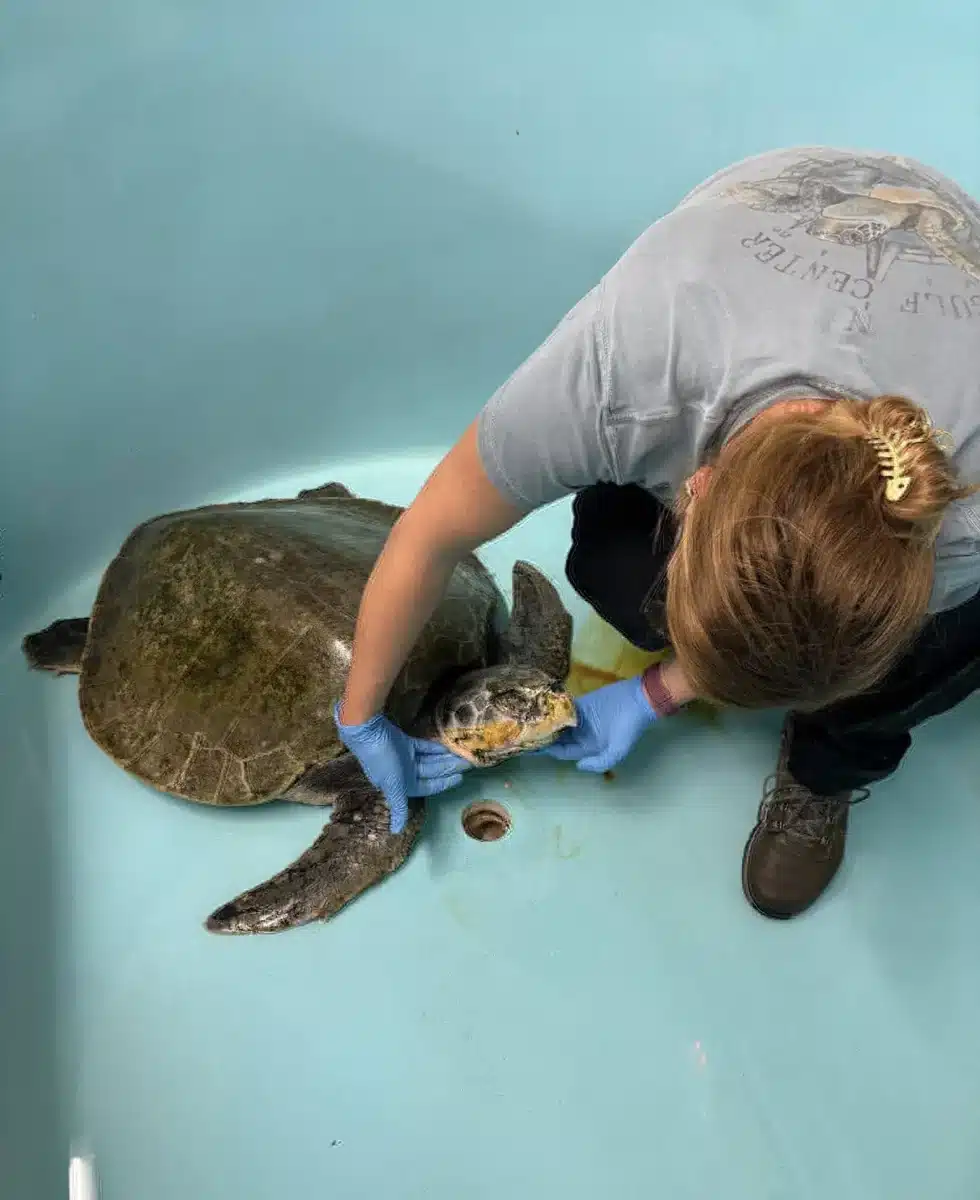 Sea Turtle 031226 5 57cbb906f2e241fd85dacaed9cabdf37