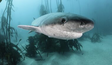 Sharks once hunted and scavenged whales in the North Sea