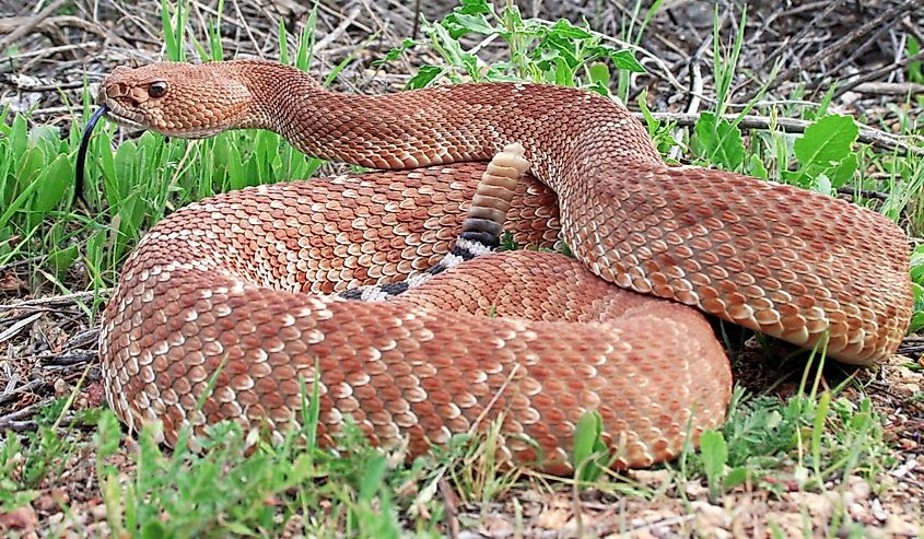 Red Diamond Rattlesnake.