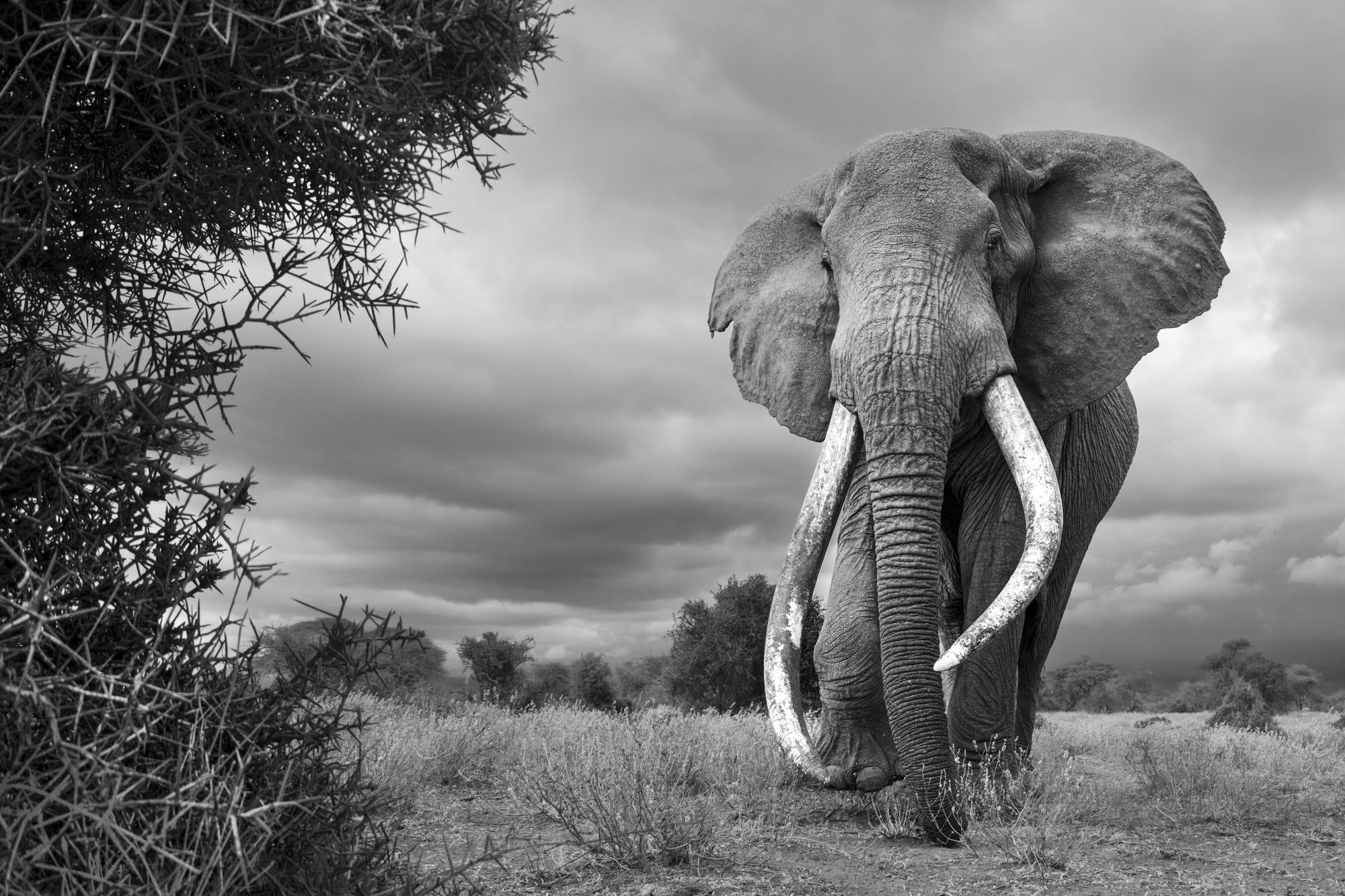 A black-and-white photo by Johan Siggesson of a big tusker elephant