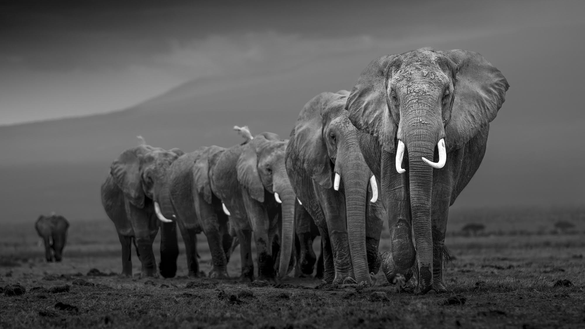 A black-and-white photo by Johan Siggesson of a herd of elephants walking through a Kenyan landscape