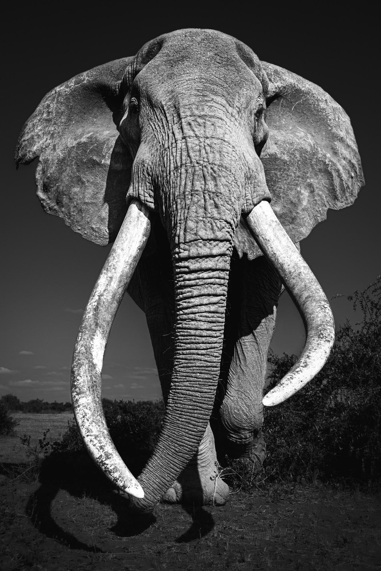 A black-and-white photo by Johan Siggesson of a straight-on portrait of a big tusker elephant