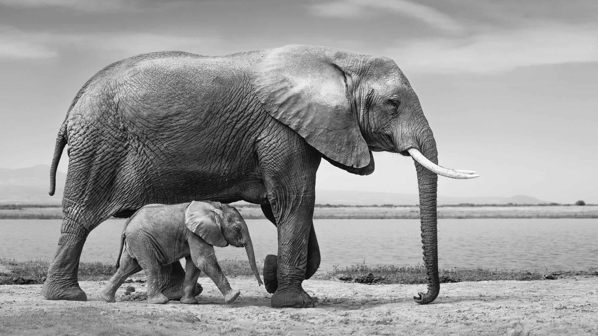 A black-and-white photo by Johan Siggesson of a baby elephant walking beside its mother