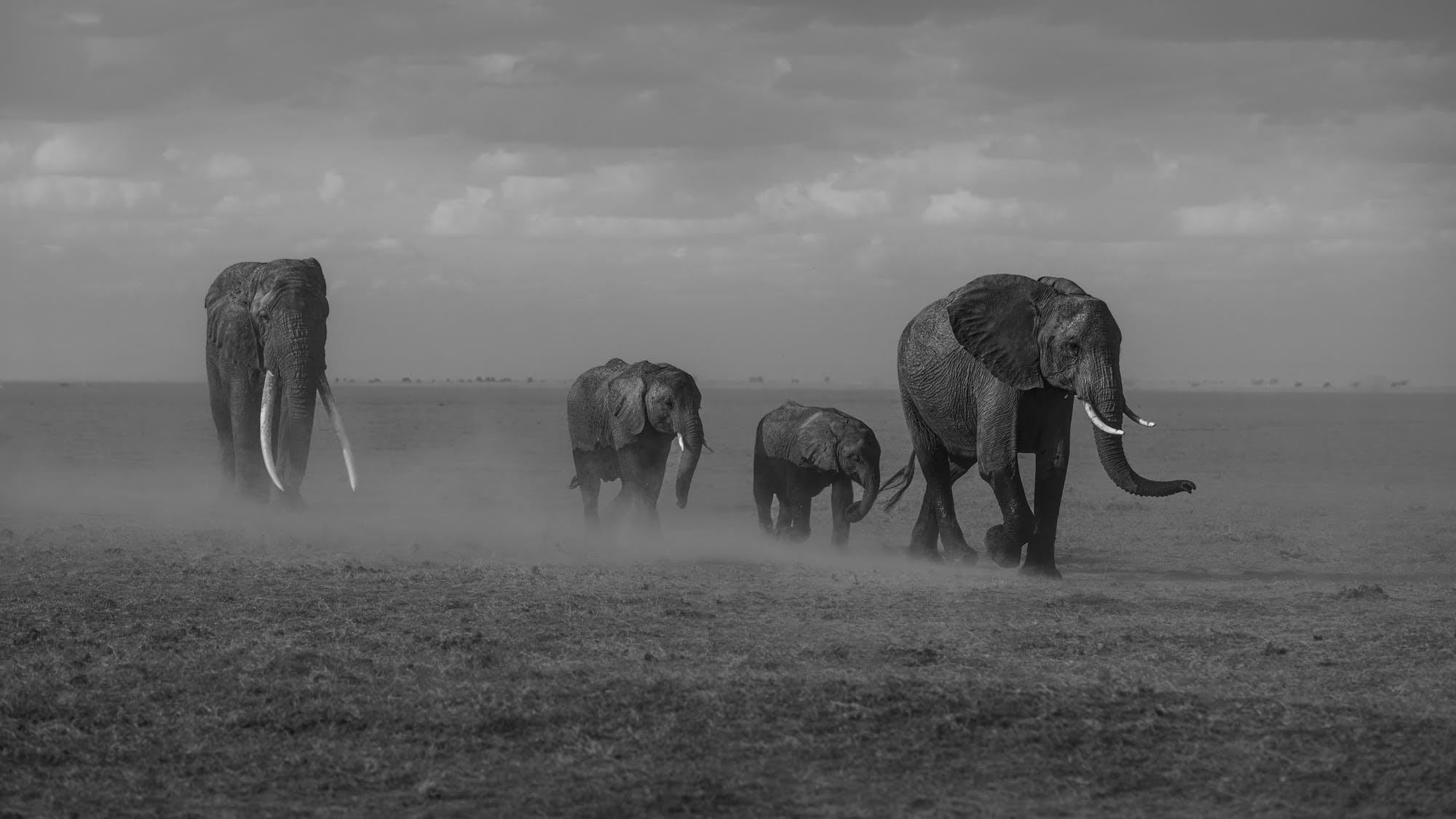 A black-and-white photo by Johan Siggesson of a family of elephants moving through a Kenyan landscape