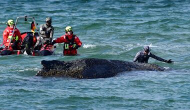Whale freed by rescuers after days stranded on Baltic coast | World News