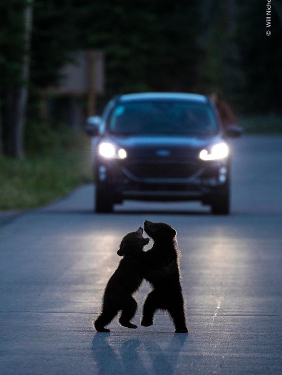 Dancing in the Headlights by Will Nicholl, from the UK. Pic: Natural History Museum