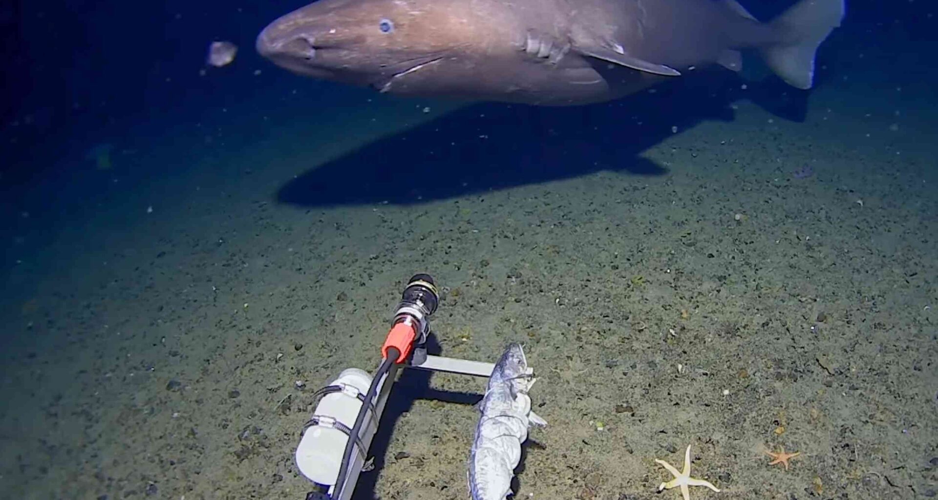 Deep-sea camera captures first shark ever seen in Antarctica