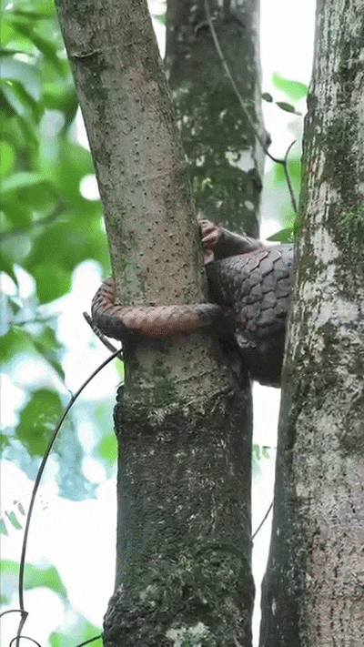 photographer pangolin daytime