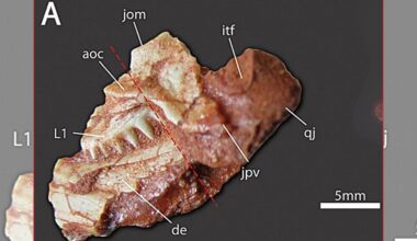 Smallest rhynchosaur fossil ever seen changes what we knew