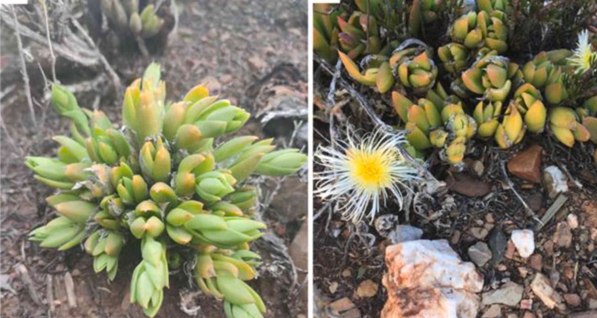 South African kanna plant alters signals in multiple brain regions