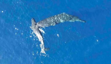 Aerial view of a humpback whale swimming next to its calf in clear blue ocean water.