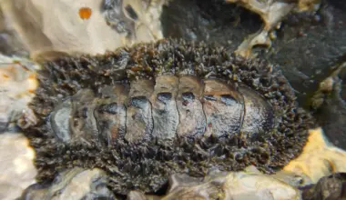 New Living Fossil of Armored Sea Creature That Changed Very Little in 300 Million Years Found in South Korea