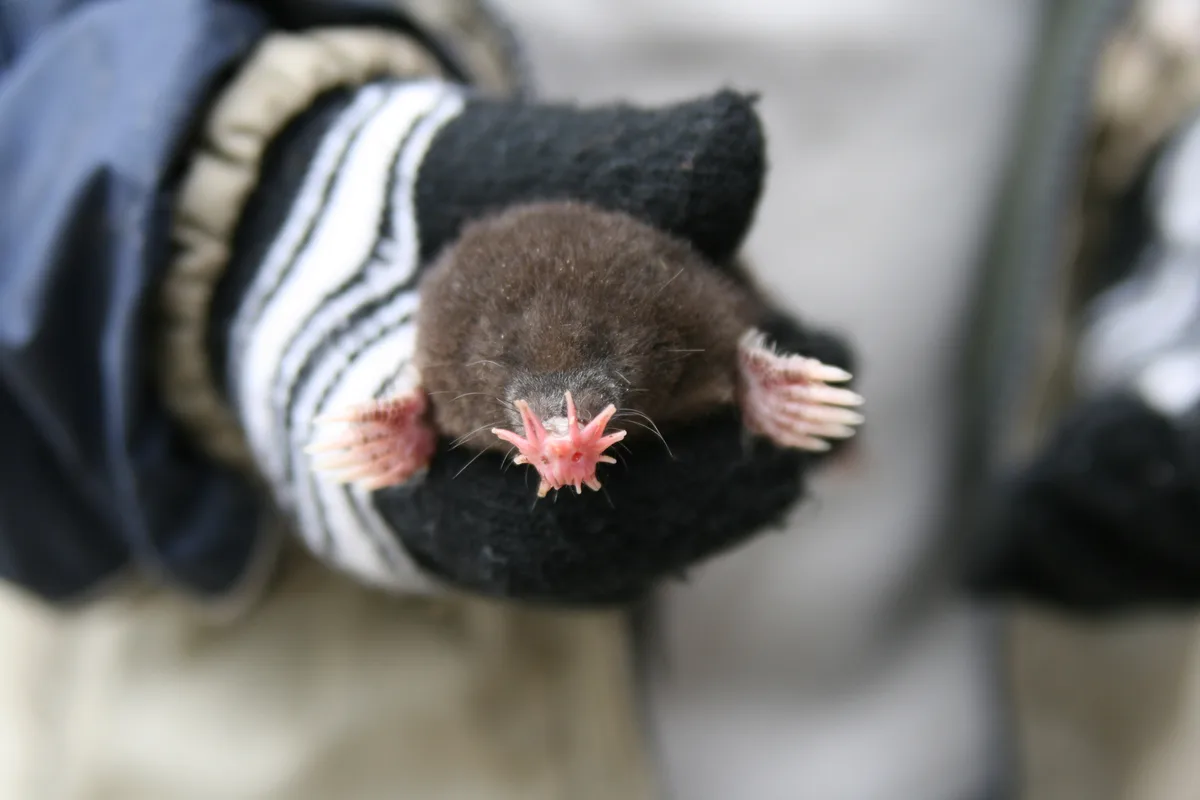 A Star-shaped nose mole  in the hand of someone with black and white gloves