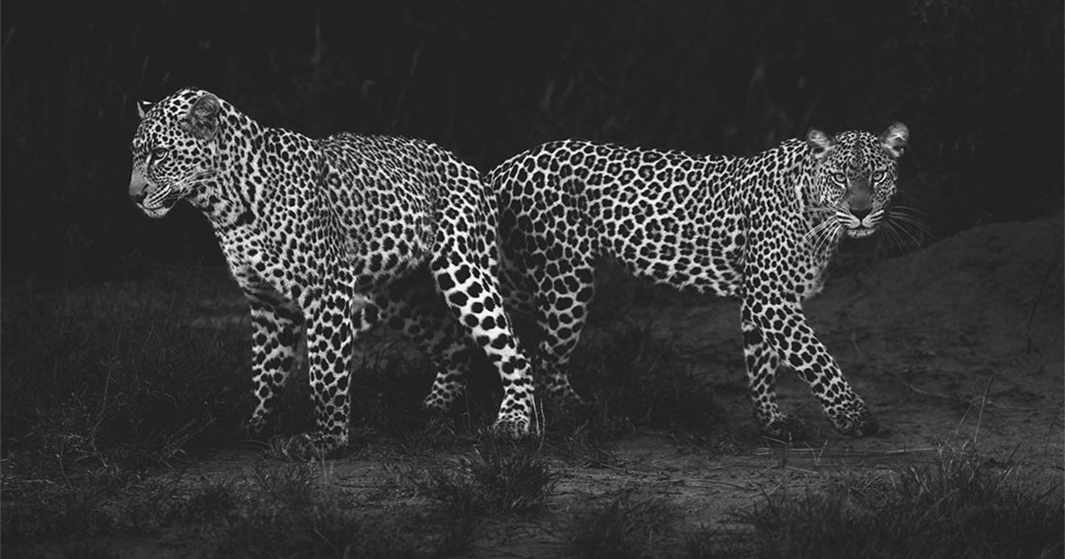 Photographer Shares 50 Breathtaking Wildlife Photos With Behind-The-Scenes Insights