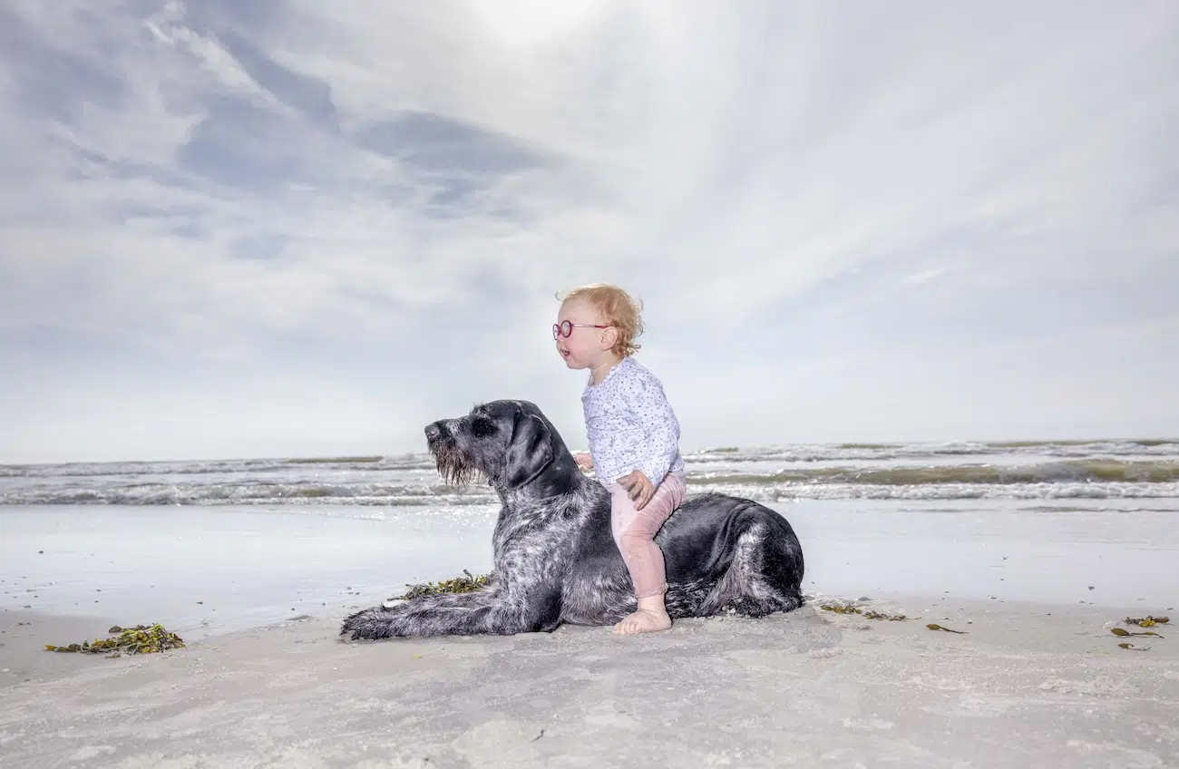 A toddler sitting on a dog on the beach