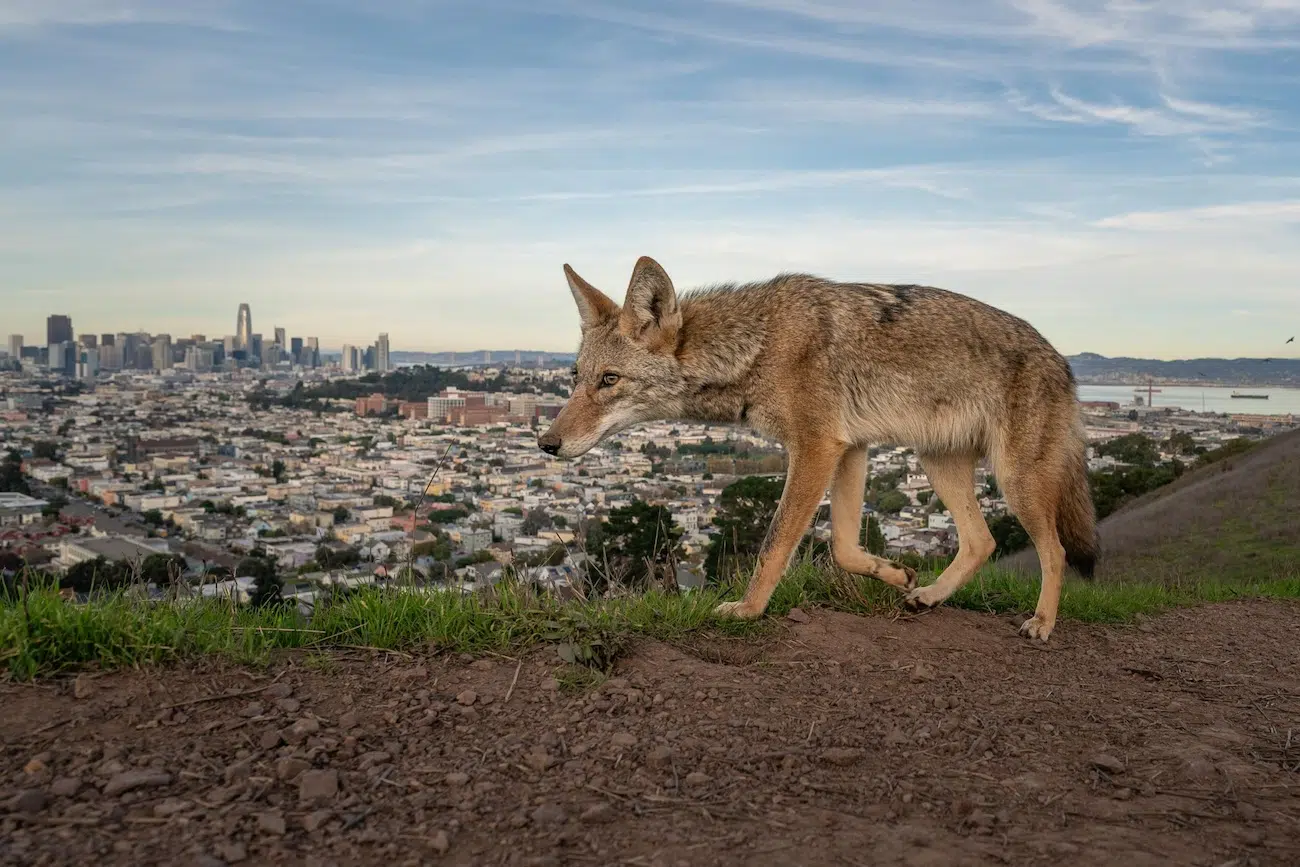 A coyote overlooking the city of Los Angeles