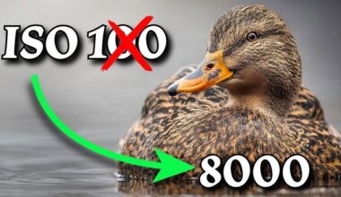 Stop Limiting ISO in Wildlife and Landscape Work