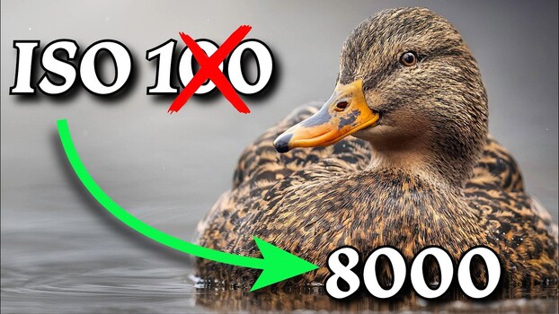 Stop Limiting ISO in Wildlife and Landscape Work