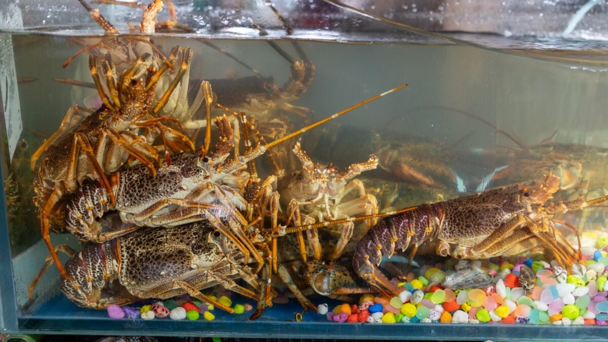 Tech Employees Are Reportedly Being Evaluated by How Fast They Burn Through LLM Tokens