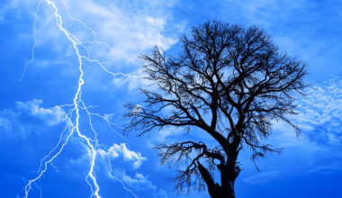 Trees release invisible electric sparks during thunderstorms