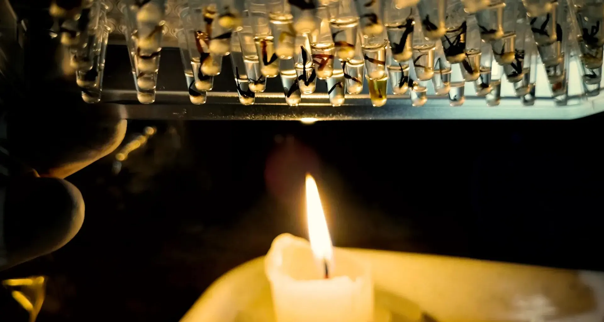 Half of Amazon insects could face dangerous heat stress