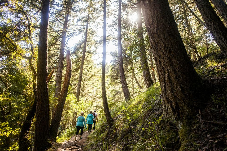 Forest bathing is more than just a walk in the woods. Photo: Getty