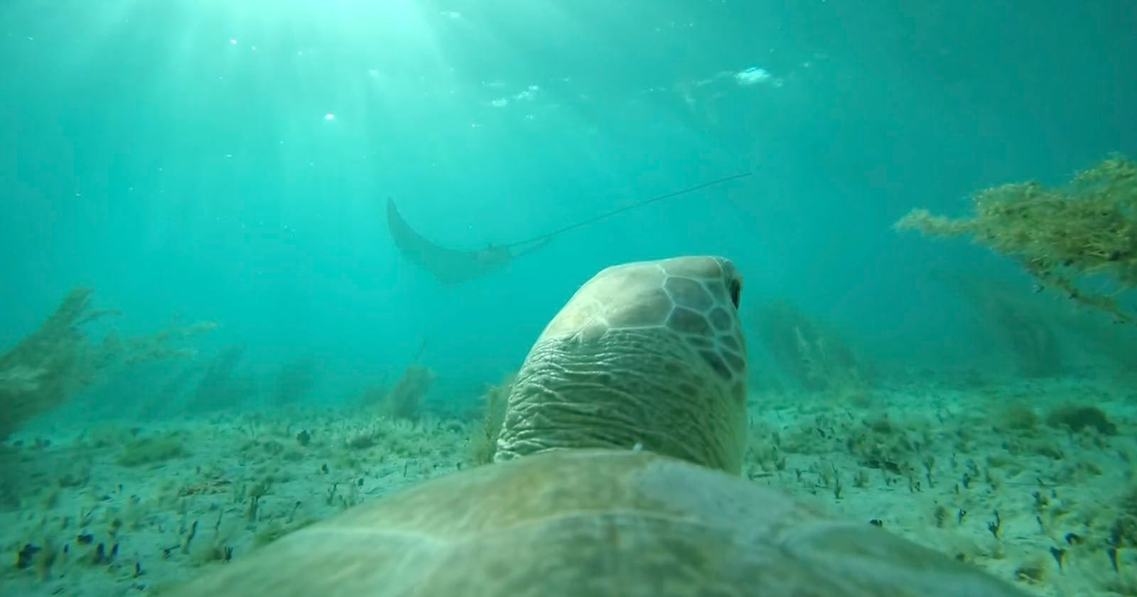 See the Ocean From a Sea Turtle's Perspective