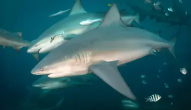Scientists just discovered bull sharks have friends