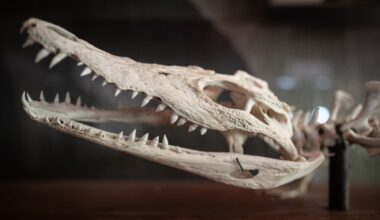 What crocodile bones teach us about dinosaurs : Short Wave : NPR