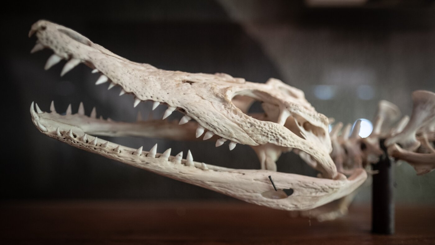 What crocodile bones teach us about dinosaurs : Short Wave : NPR