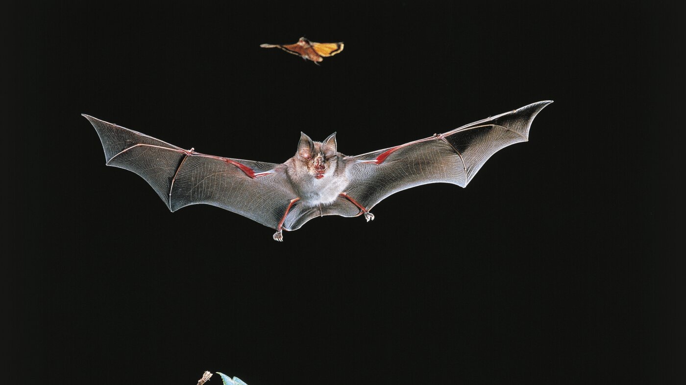 Vaccinating bats could be good for people. But how would you do it? : NPR