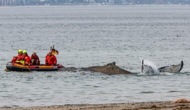 Rescuers try to refloat a stranded humpback whale in Germany’s Baltic Sea