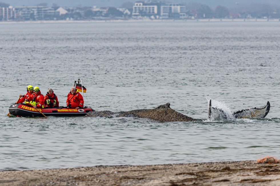Rescuers try to refloat a stranded humpback whale in Germany’s Baltic Sea