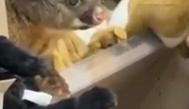 A real possum appears among plush toy animals in Australian gift shop - AP News