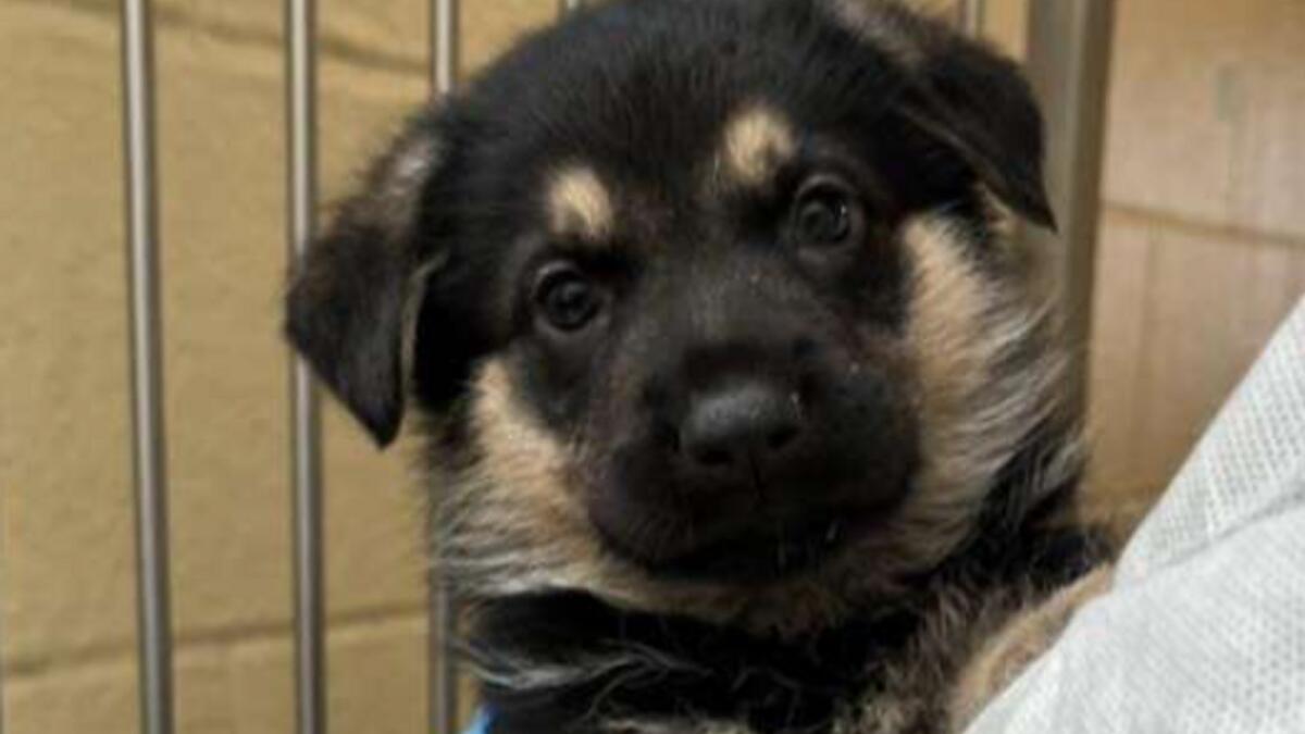 The sad story of Jade’s puppies causes Dogs Trust to conduct research on vaccination rates