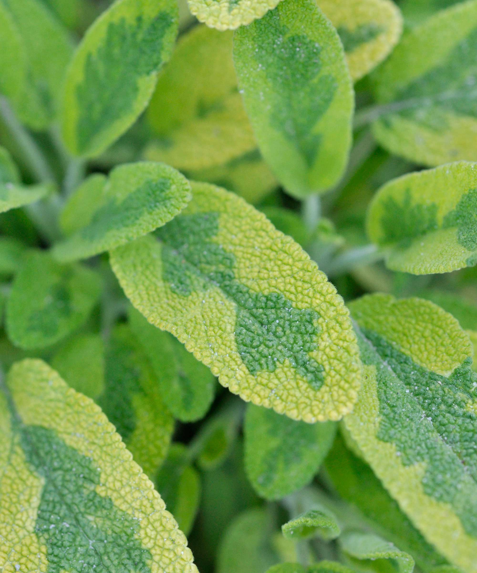 variegated sage leaves