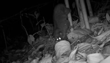 Night camera trap image of a binturong (bearcat) foraging on the forest floor in Virachey National Park, Cambodia.
