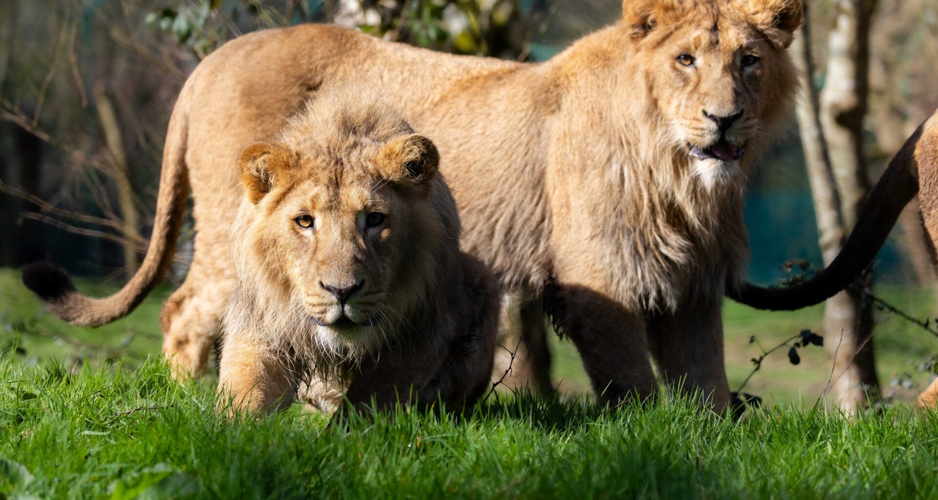 Last Chance to See Fota's Lion Cubs and Ireland's Only Indian Rhino Before They Leave Cork