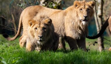 Last Chance to See Fota's Lion Cubs and Ireland's Only Indian Rhino Before They Leave Cork