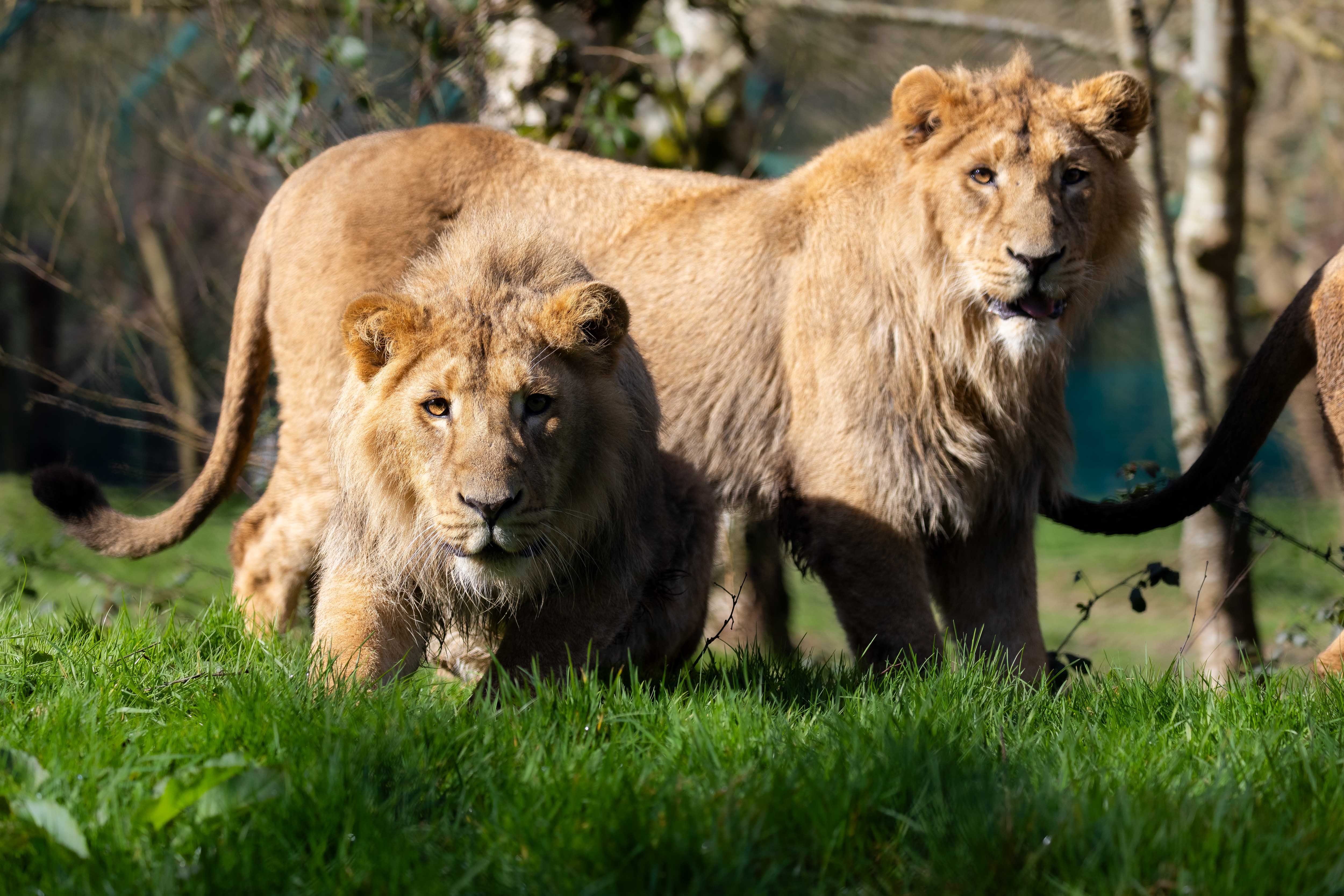 Last Chance to See Fota's Lion Cubs and Ireland's Only Indian Rhino Before They Leave Cork