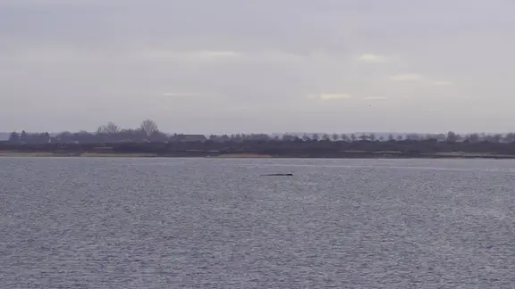 Ob der Buckelwal vor Redentin schwimmt oder gestrandet ist, ist noch unklar. | Christoph Woest Ein Buckelwal in der Wismarbucht.