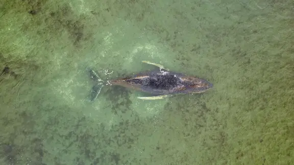 Die Umweltschutzorganisation Greenpeace hat den Wal per Luftaufnahme festgehalten. | Greenpeace/Florian Manz Die Umweltschutzorganisation Greenpeace hat den Wal per Luftaufnahme festgehalten.