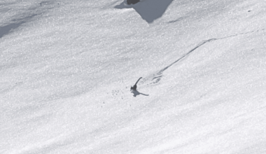 Wildlife Photographer Caught Elusive Predator Doing Something Totally Unexpected