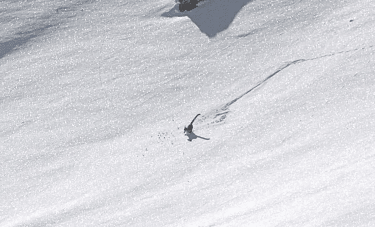 Wildlife Photographer Caught Elusive Predator Doing Something Totally Unexpected