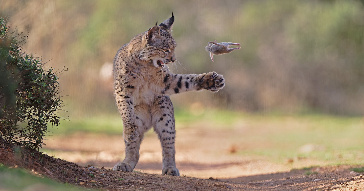 Winners of the Wildlife Photographer of the Year People’s Choice