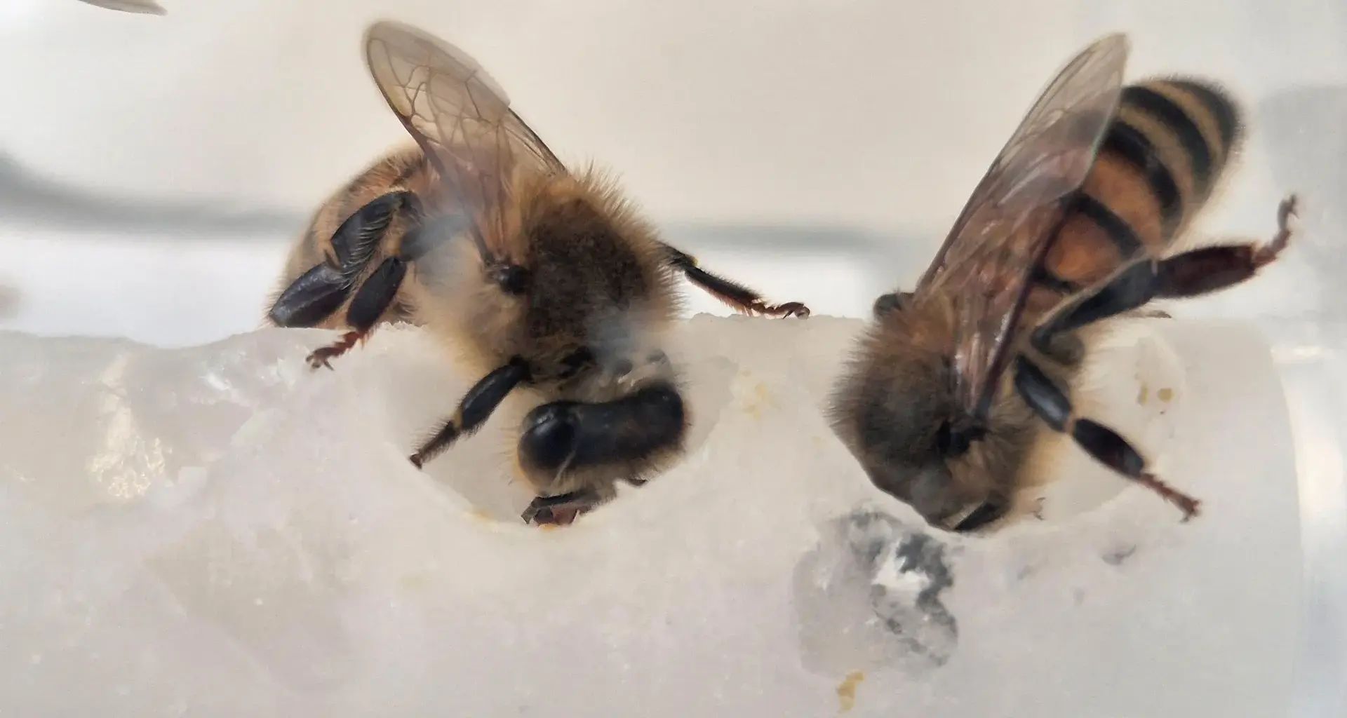 Scientists uncovered the nutrients bees were missing — Colonies surged 15-fold